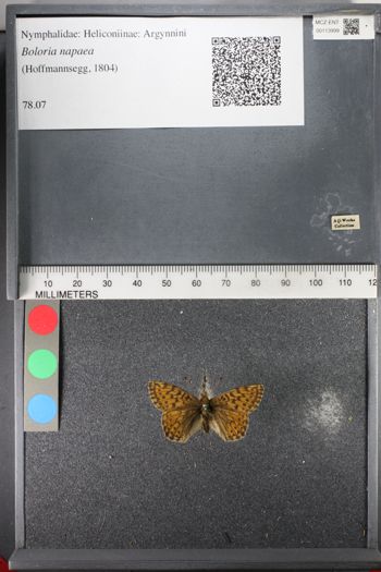 Media type: image;   Entomology 113999